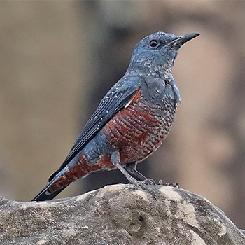 Blue Rock-thrush