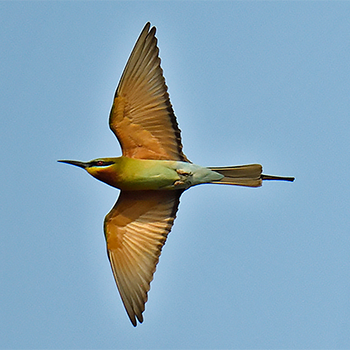 Blue-tailed Bee-eater