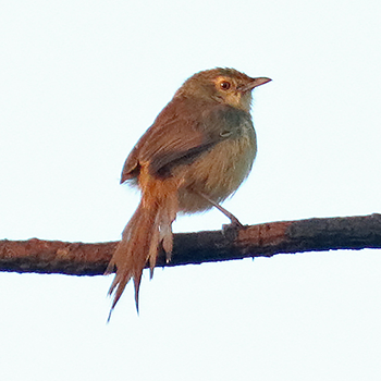 Brown Prinia