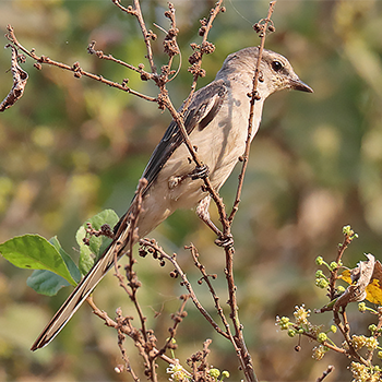 Brown-rumped Minivet