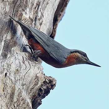 Burmese Nuthatch