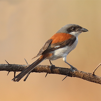 Burmese Shrike