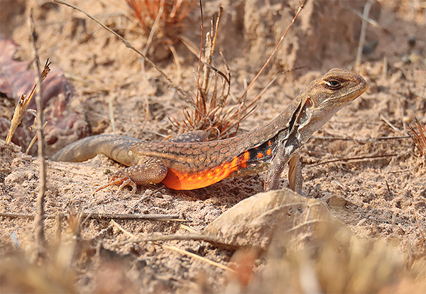 Butterfly Lizard