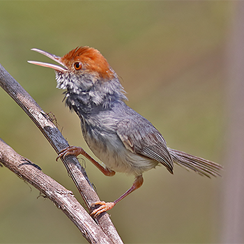 Cambodian Tailorbird