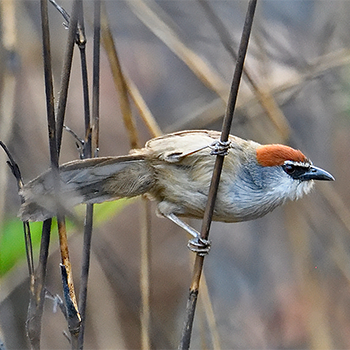 Chestnut-capped Babbler