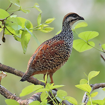 Chinese Francolin