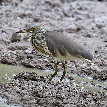 Chinese Pond-heron