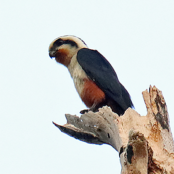 Collared Falconet