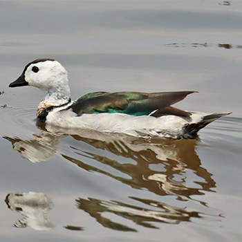 Cotton Pygmy-goose