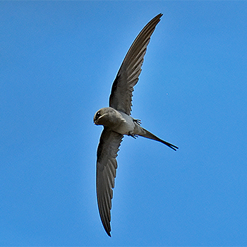 Crested Treeswift