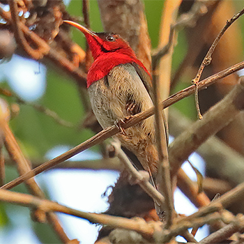 Crimson Sunbird