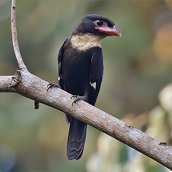 Dusky Broadbill