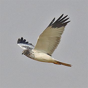 Eastern Marsh-harrier