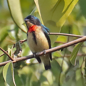 Fire-breasted Flowerpecker