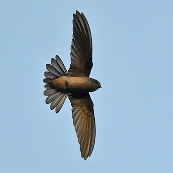 Germain's Swiftlet