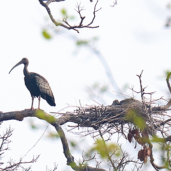 Giant Ibis