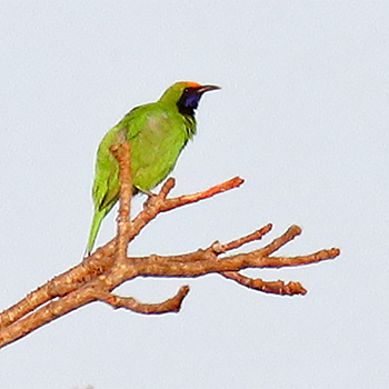 Golden-fronted Leafbird