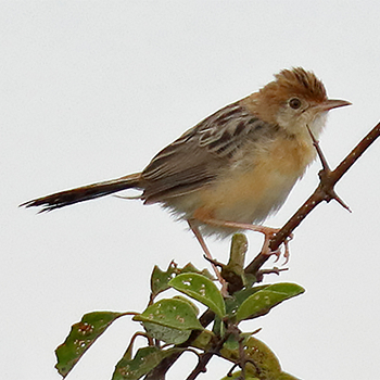 Golden-headed Cisticola
