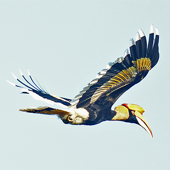 Great Hornbill