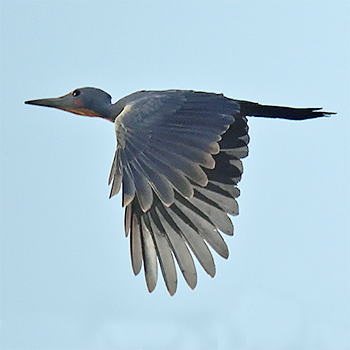 Great Slaty Woodpecker