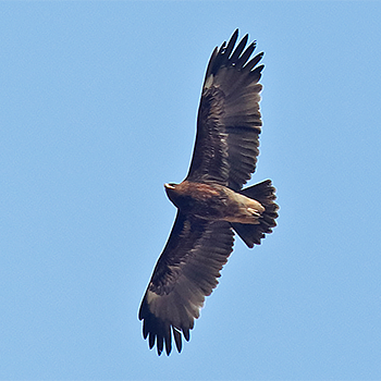 Greater Spotted Eagle