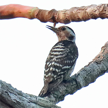 Grey-capped Woodpecker