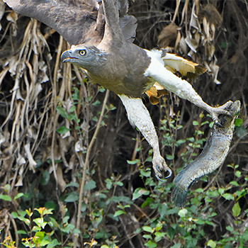 Grey-headed Fish-eagle