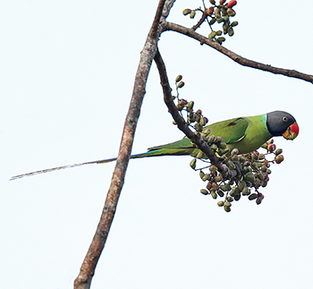 Grey-headed Parakeet