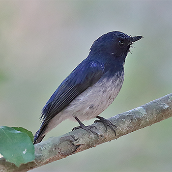 Hainan Blue Flycatcher