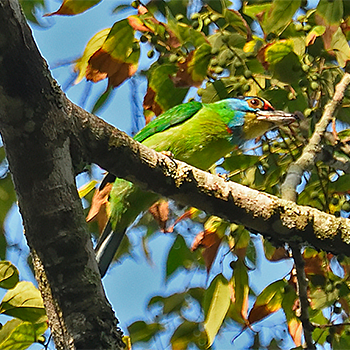 Indochinese Barbet