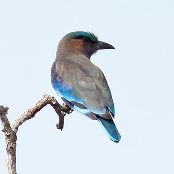 Indochinese Roller