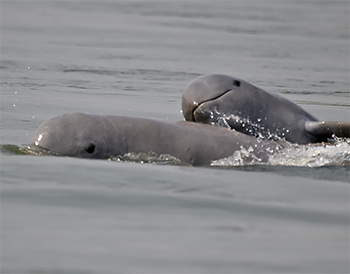 Irrawaddy Dolphin