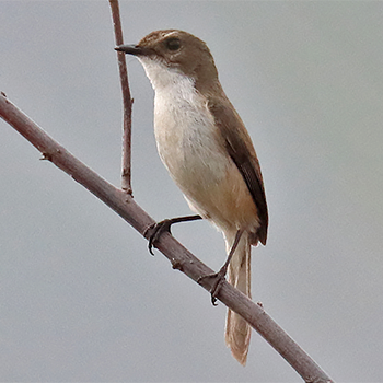 Jerdon's Bushchat