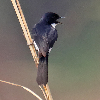 Jerdon's Bushchat