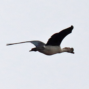 Knob-billed Duck