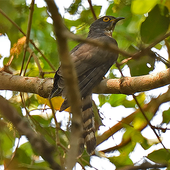 Large Hawk-cuckoo