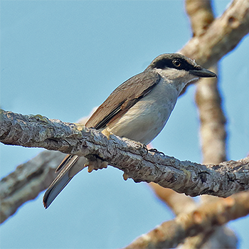 Large Woodshrike
