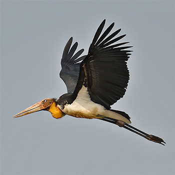 Lesser Adjutant