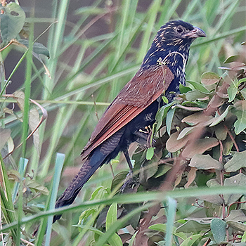 Lesser Coucal