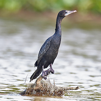 Little Cormorant