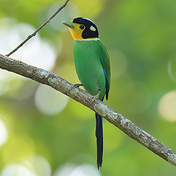 Long-tailed Broadbill