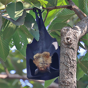 Lyle's Flying Fox
