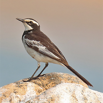 Mekong Wagtail