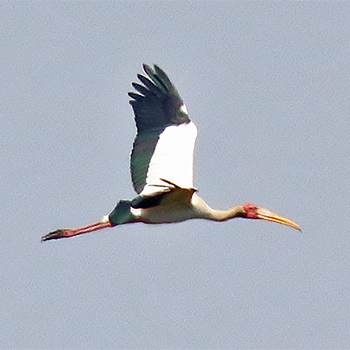 Milky Stork
