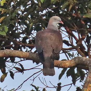 Mountain Imperial-pigeon