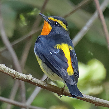 Narcissus Flycatcher