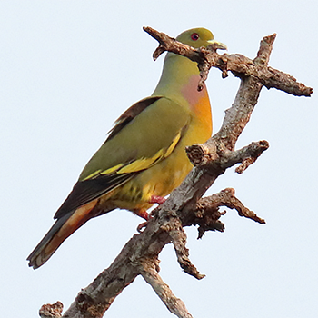 Orange-breasted Green-pigeon