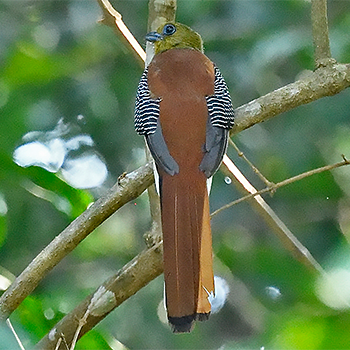 Orange-breasted Trogon