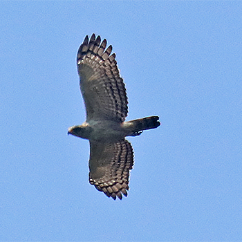 Oriental Honey-buzzard