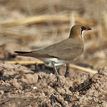 Oriental Pratincole
